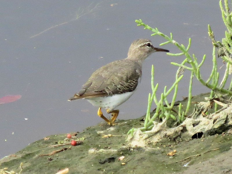 Spotted Sandpiper - Dean Newhouse