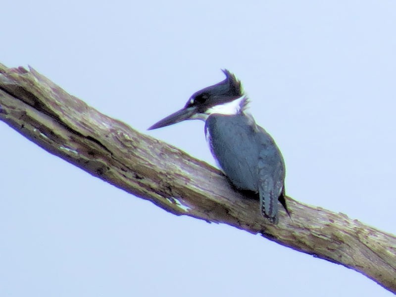 Belted Kingfisher - ML75966171
