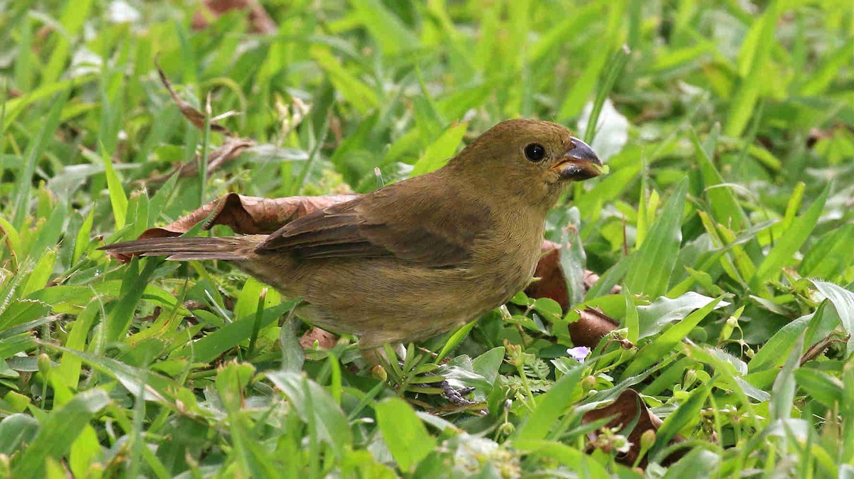 Variable Seedeater - ML75967111