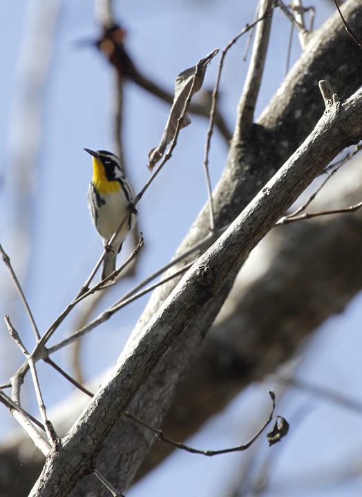 Yellow-throated Warbler - Bill Hubick