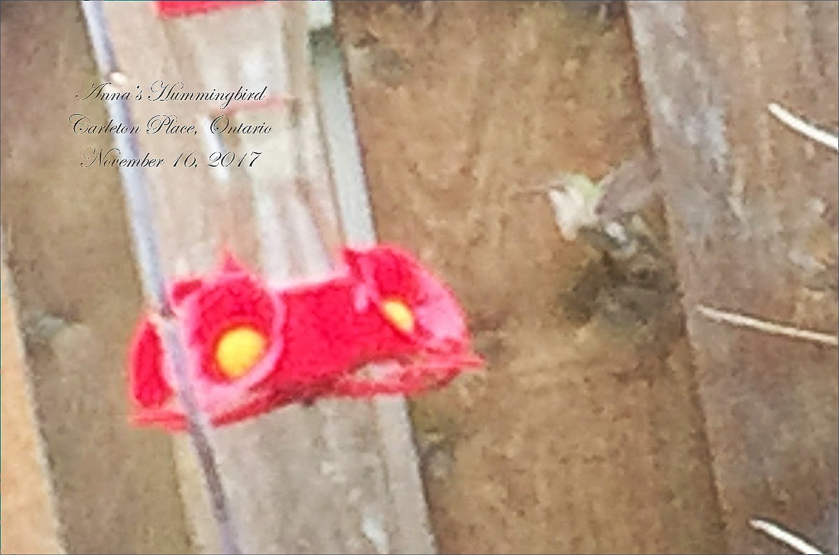 Anna's Hummingbird - ML75968271