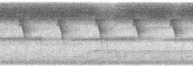 Weißbart-Schattenkolibri - ML75969