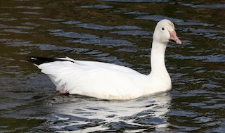 Snow Goose, ML75973011