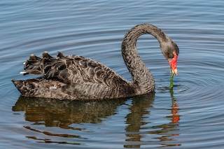 Black Swan, ML75973201