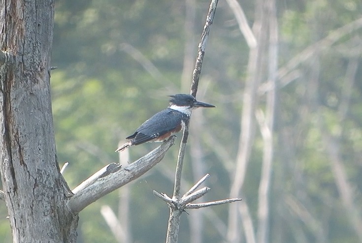 Belted Kingfisher - Griffin Richards