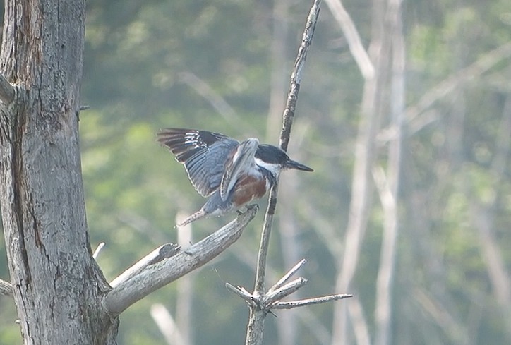 Belted Kingfisher - ML75974221