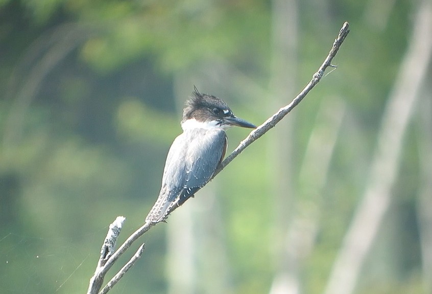 Belted Kingfisher - ML75974231