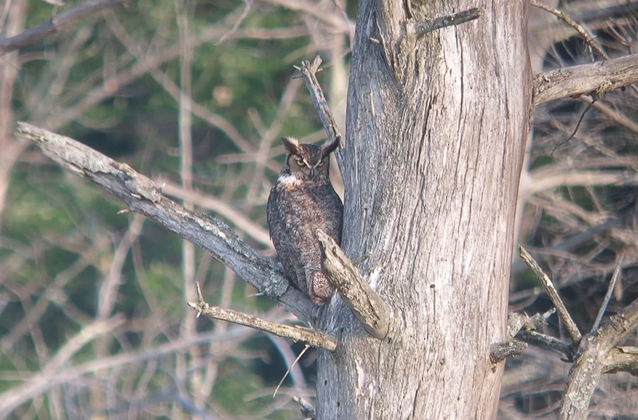 Great Horned Owl - ML75974481