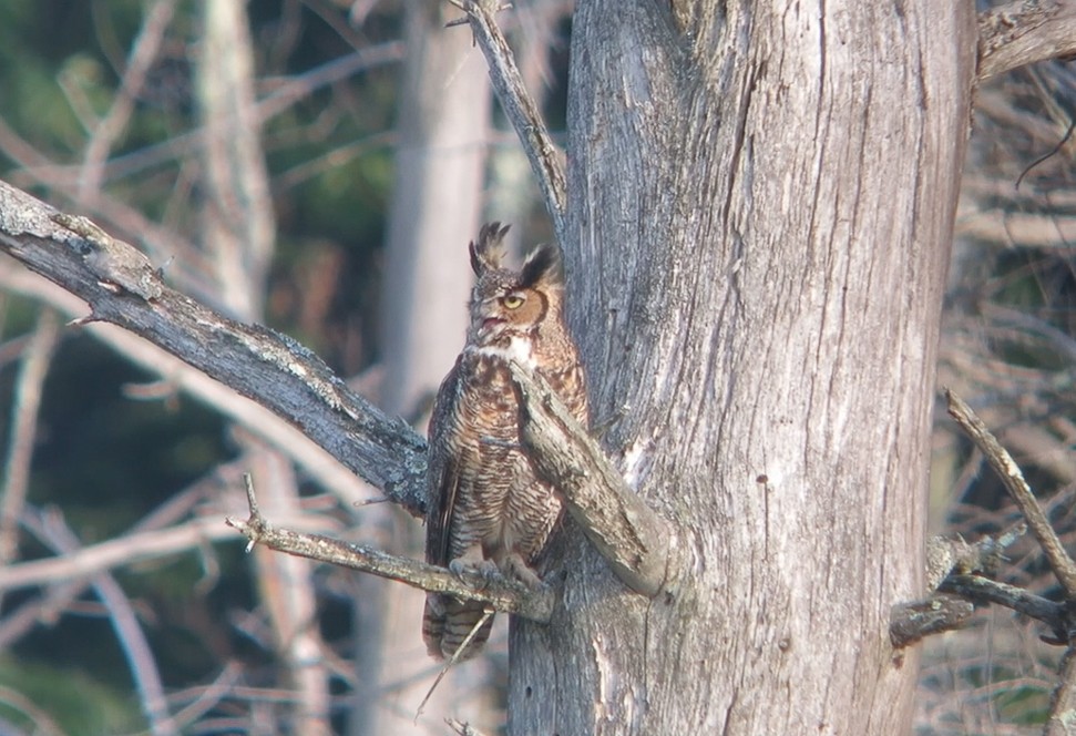 Great Horned Owl - ML75974531