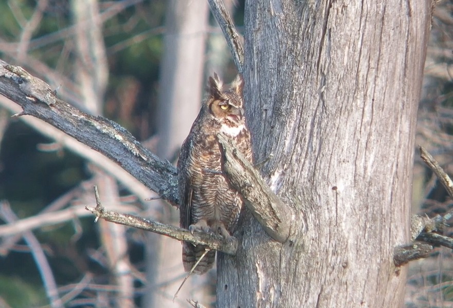 Great Horned Owl - ML75974571