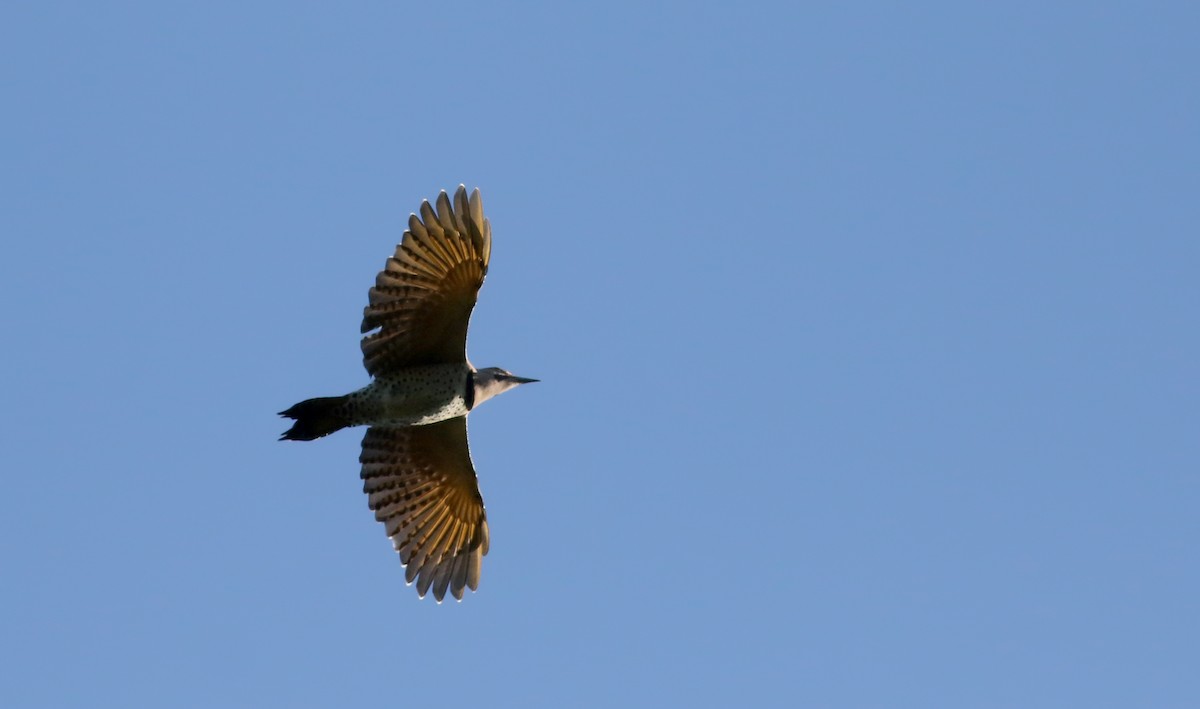 Northern Flicker (Yellow-shafted) - ML75974871
