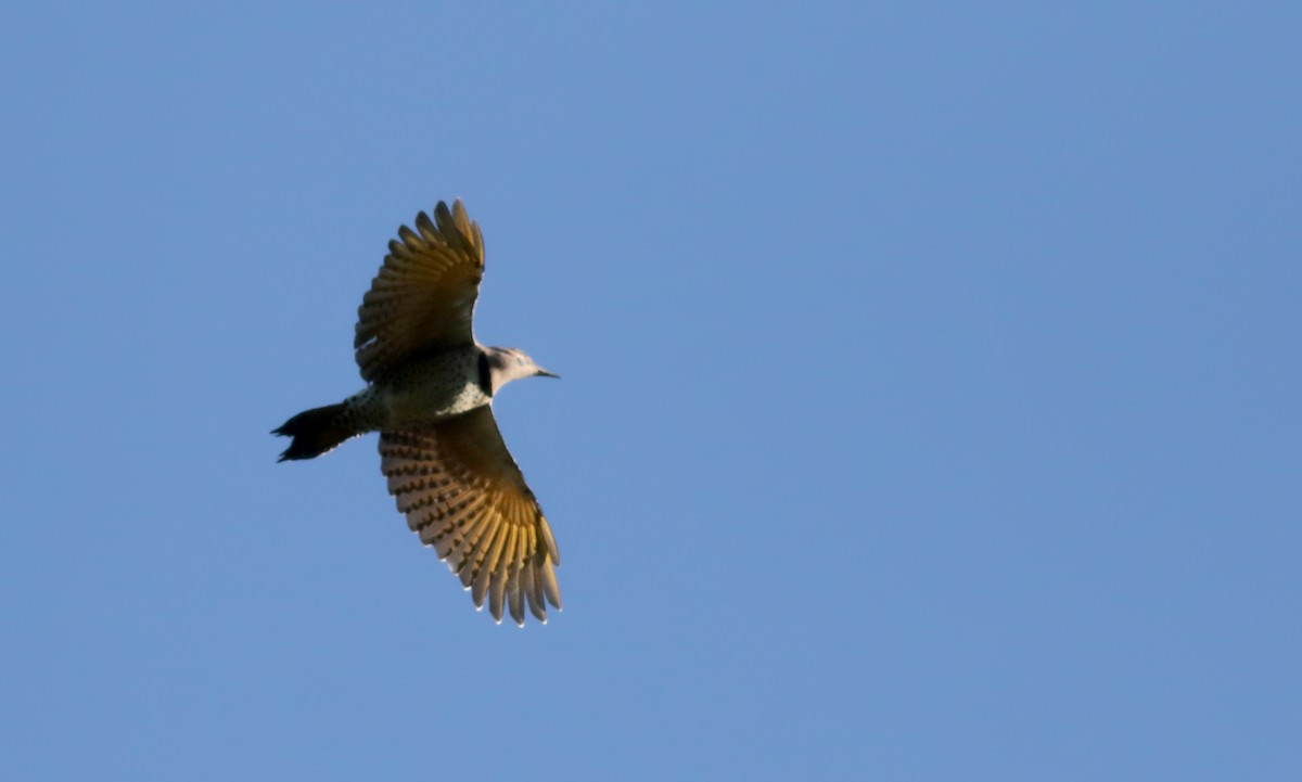 Northern Flicker (Yellow-shafted) - ML75974881