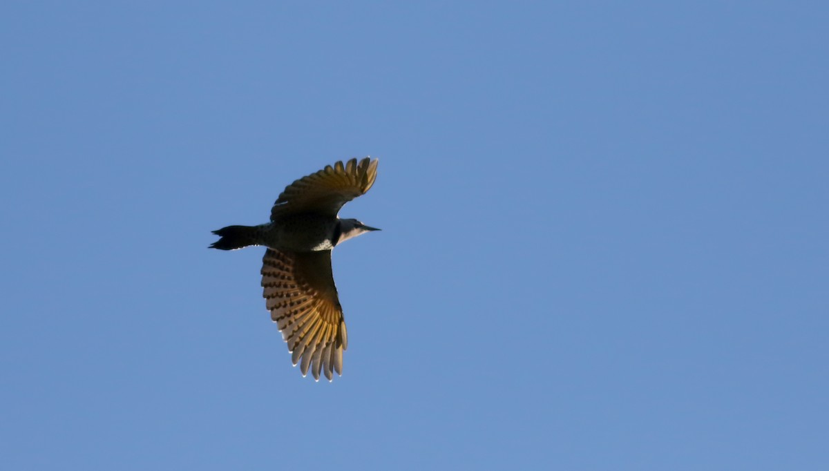 Northern Flicker (Yellow-shafted) - ML75975001