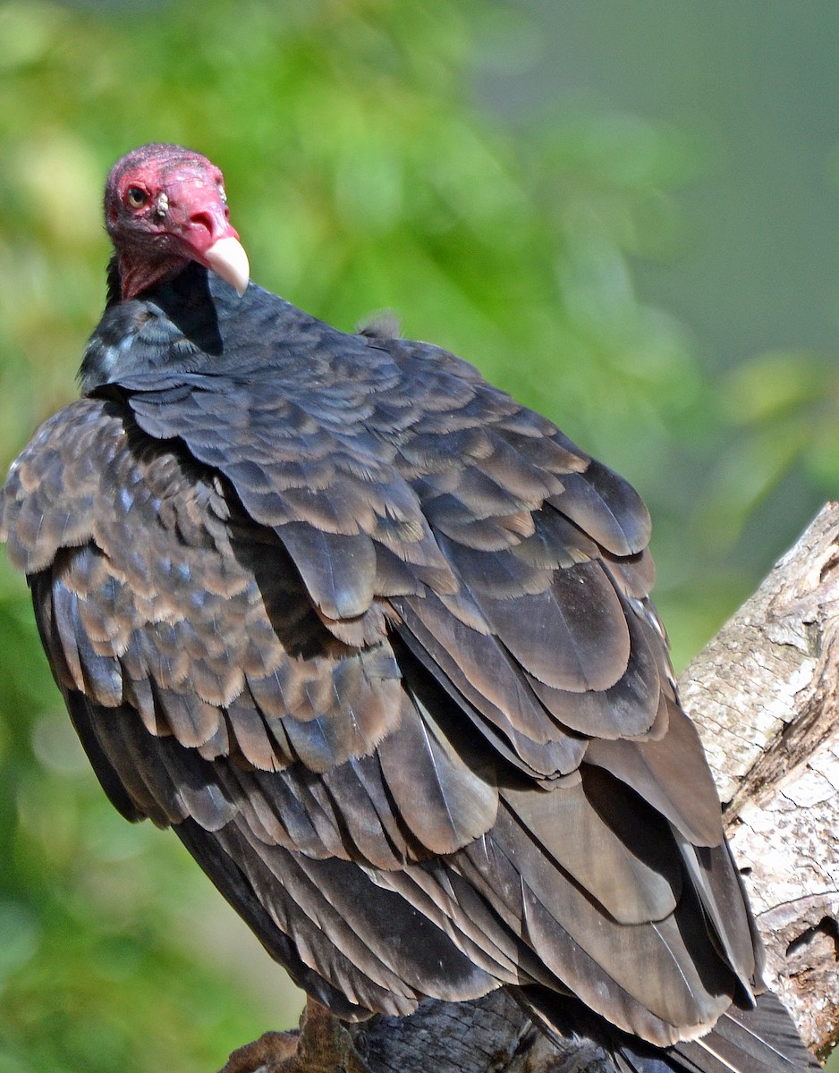 Turkey Vulture - Michael J Good