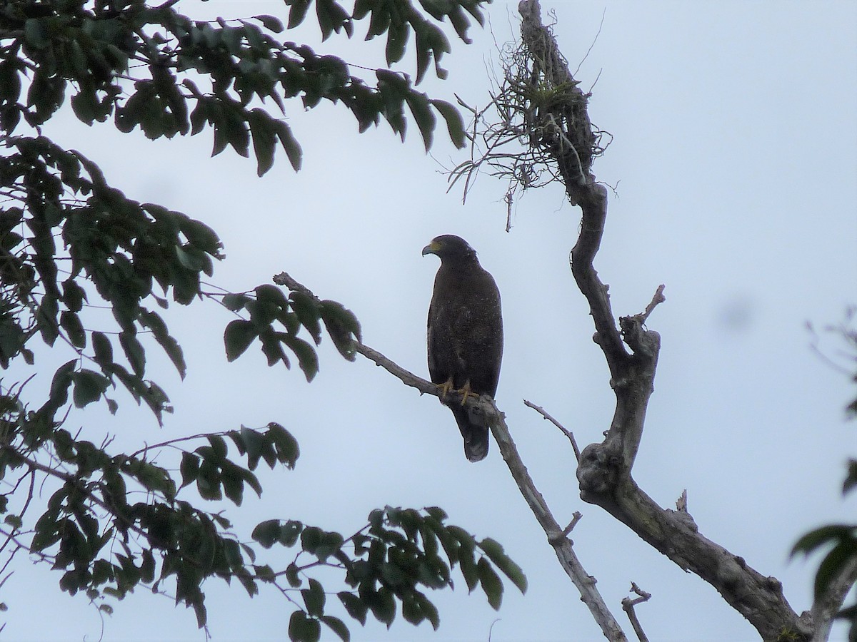 Crested Serpent-Eagle - ML75978801