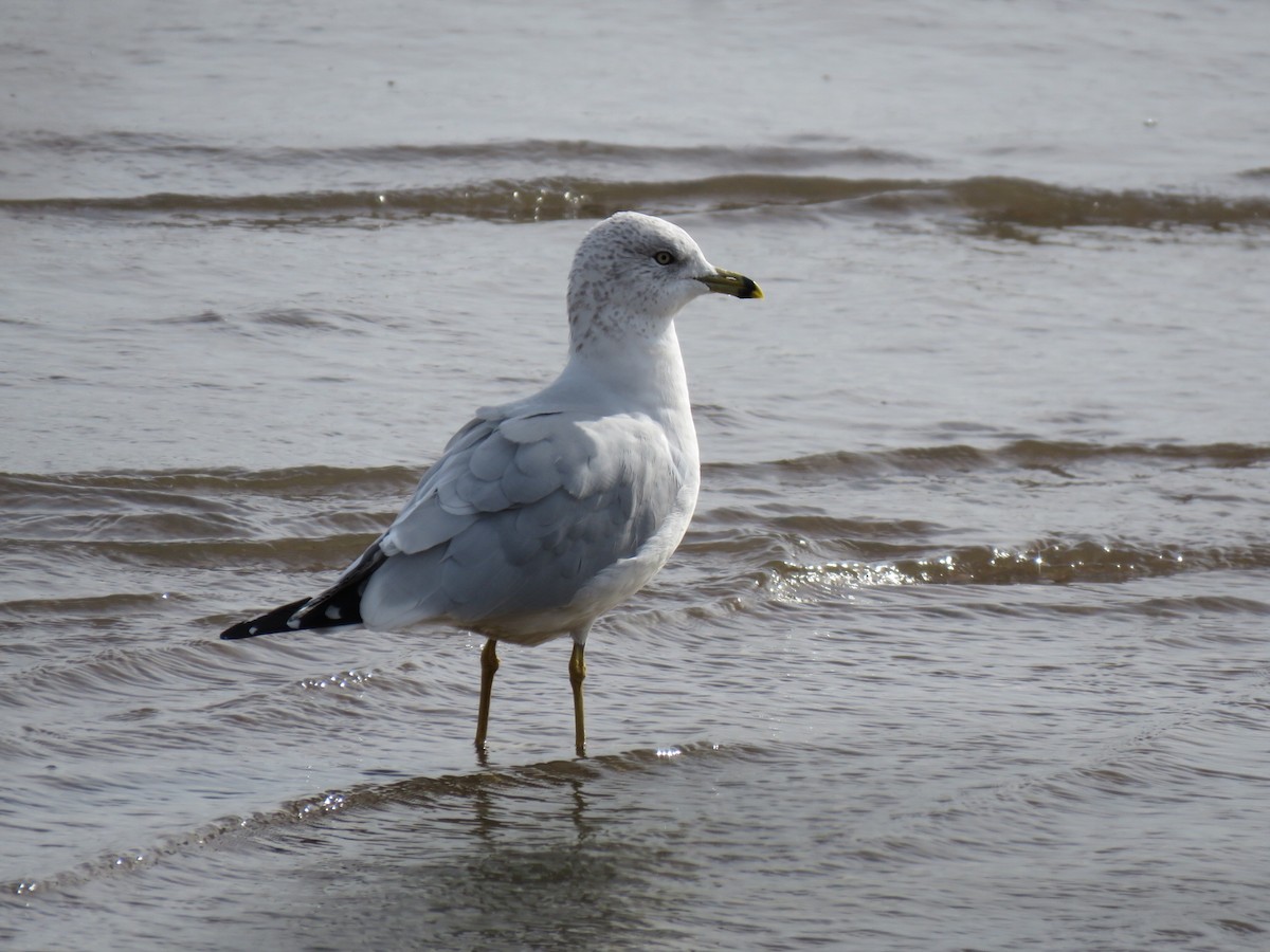 Ring-billed Gull - Candice Lowther