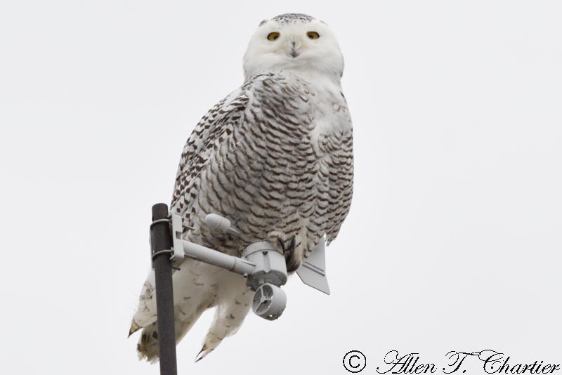 Snowy Owl - ML75982471