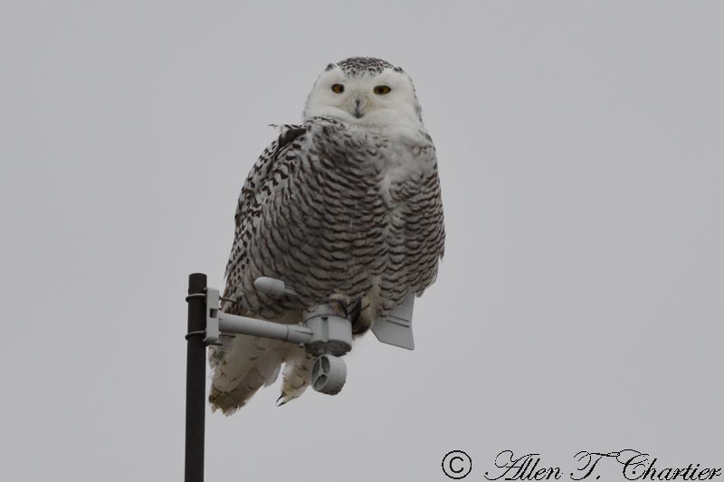 Snowy Owl - ML75982481