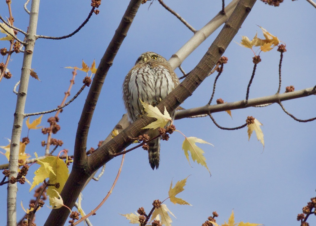 Northern Pygmy-Owl - Jon Isacoff