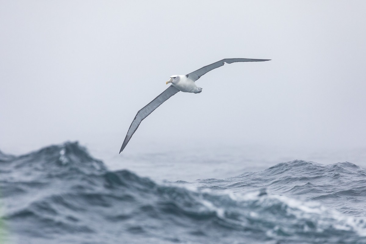 White-capped Albatross - Malcolm Graham