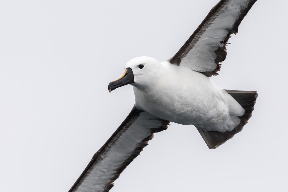 Желтоклювый альбатрос (carteri) - ML75986381