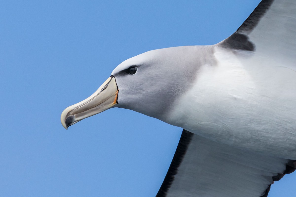 albatros snarský - ML75987041