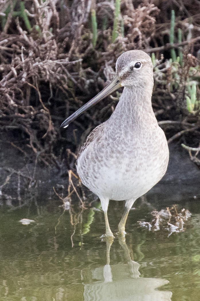 Long-billed Dowitcher - ML75987201