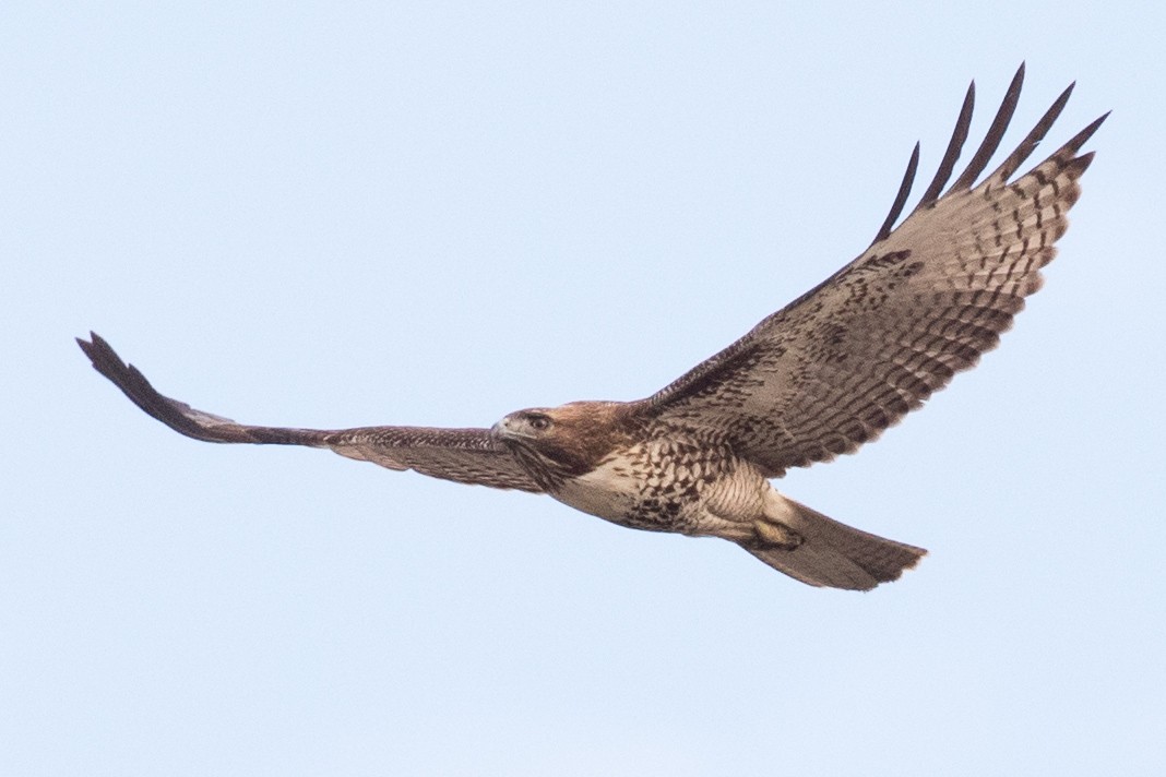Red-tailed Hawk - ML75987211