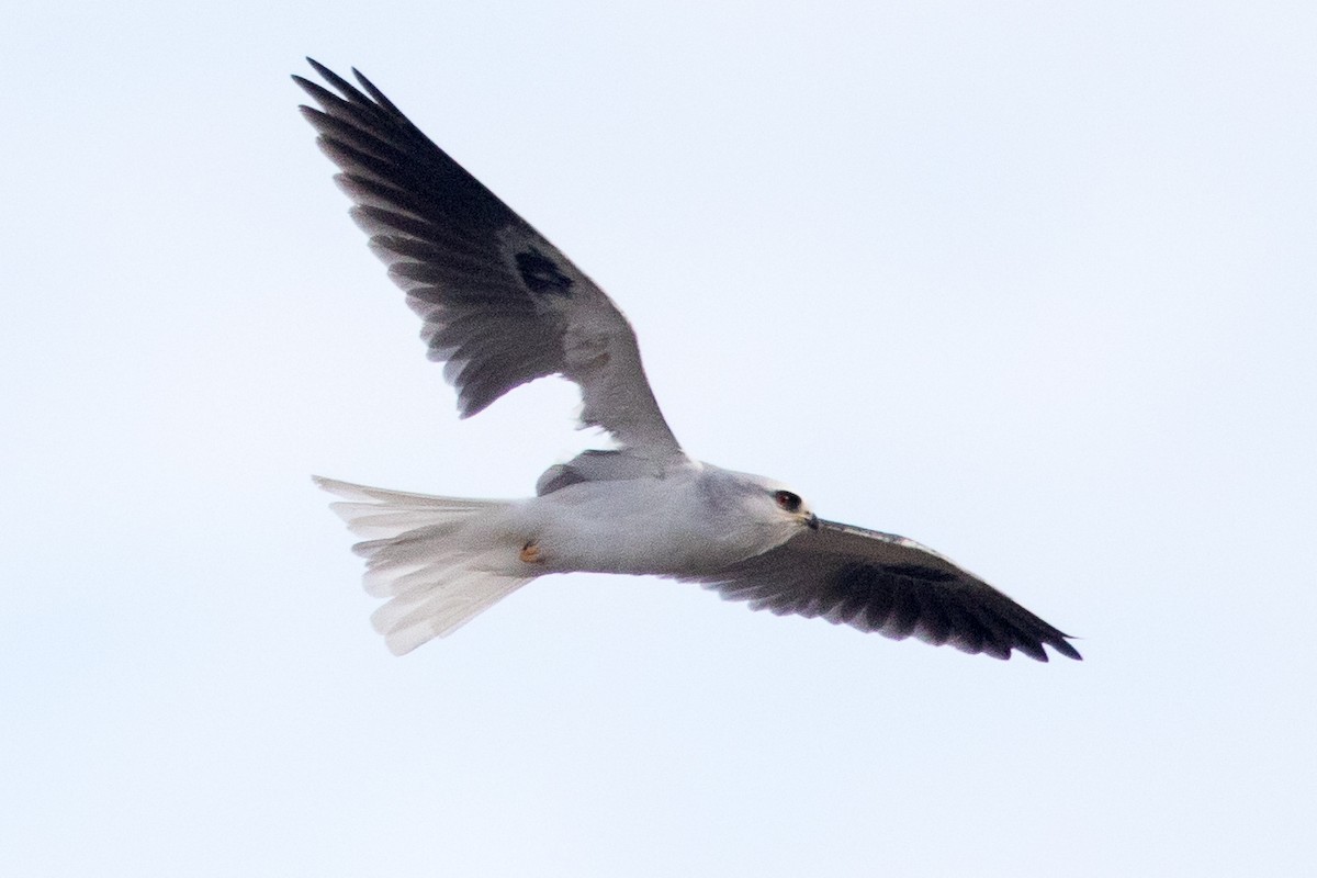 White-tailed Kite - ML75987261