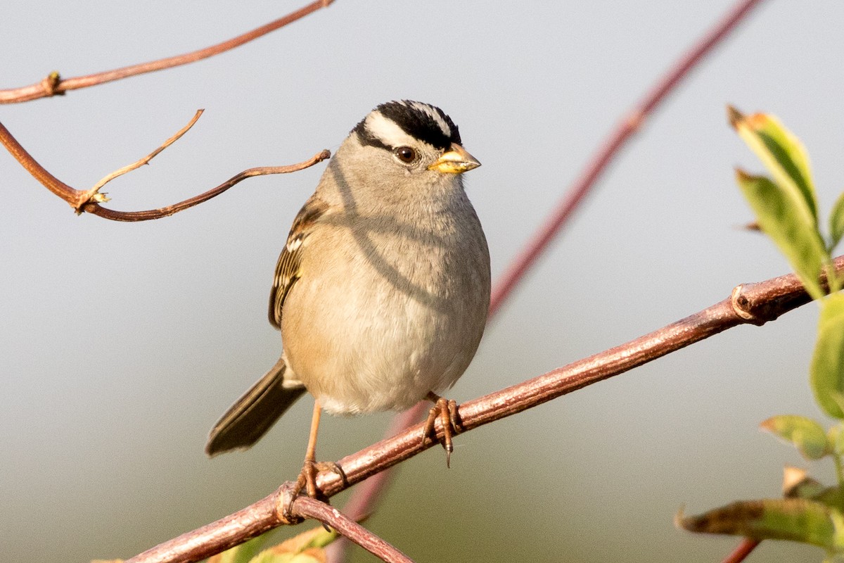 White-crowned Sparrow - ML75987631