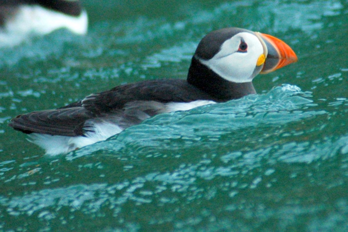 Atlantic Puffin - Andrew Sides