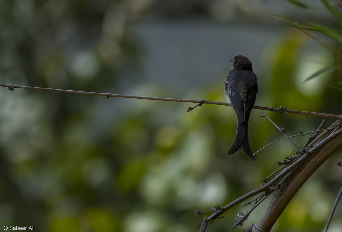 White-bellied Drongo - sabeer ali
