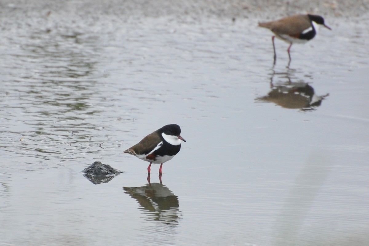 Red-kneed Dotterel - ML75992721