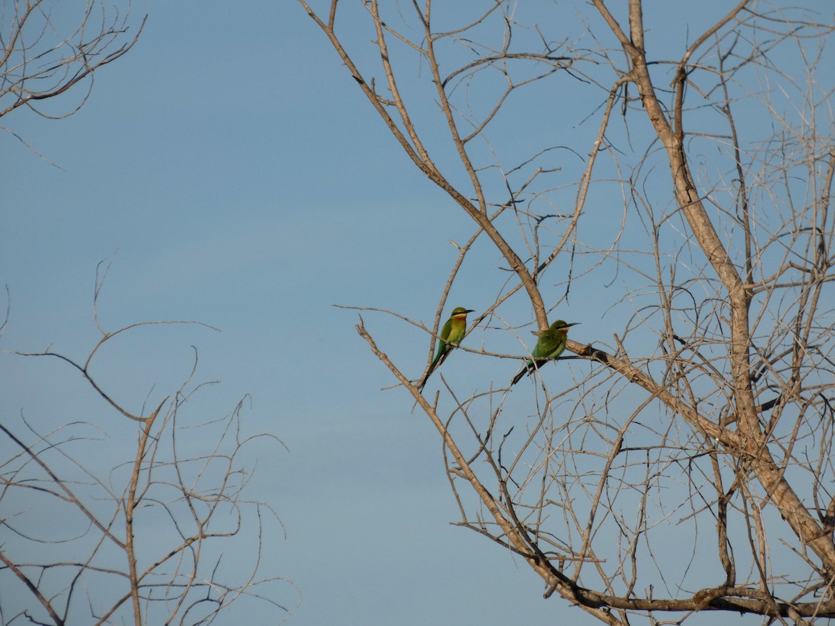 Blue-tailed Bee-eater - ML75993601