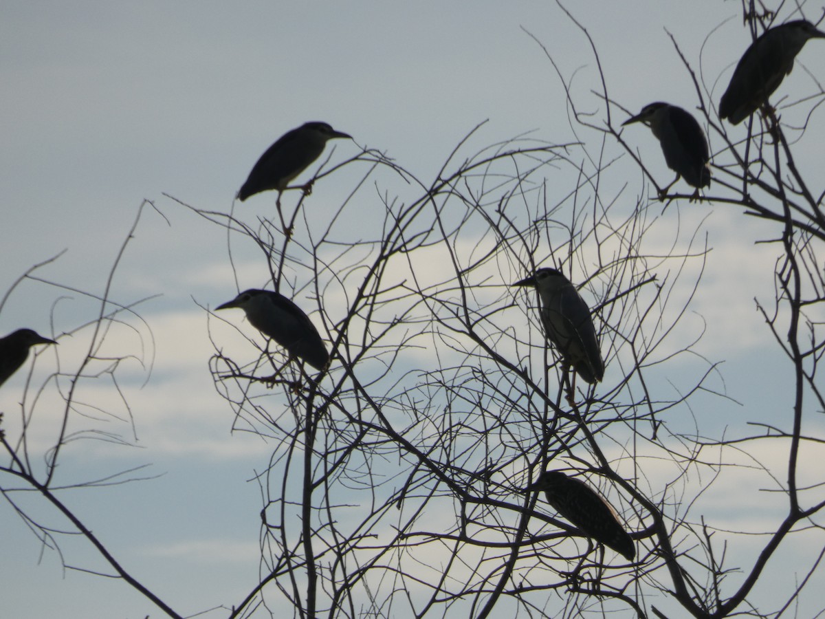 Black-crowned Night Heron - Neil Lawton