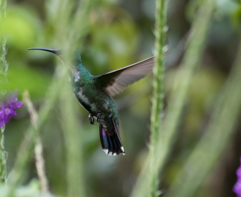 kolibřík lesklý - ML75996151