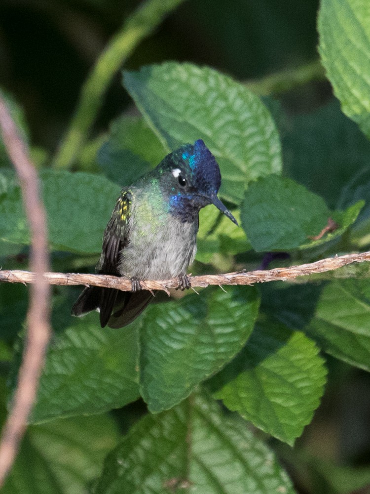 kolibřík fialovohlavý - ML75996191