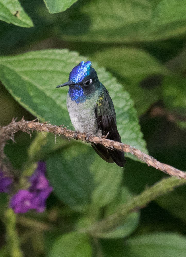 Violet-headed Hummingbird - Lynette Spence