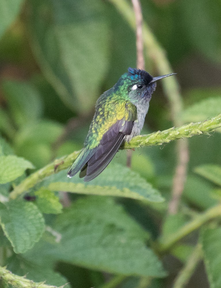 kolibřík fialovohlavý - ML75996211