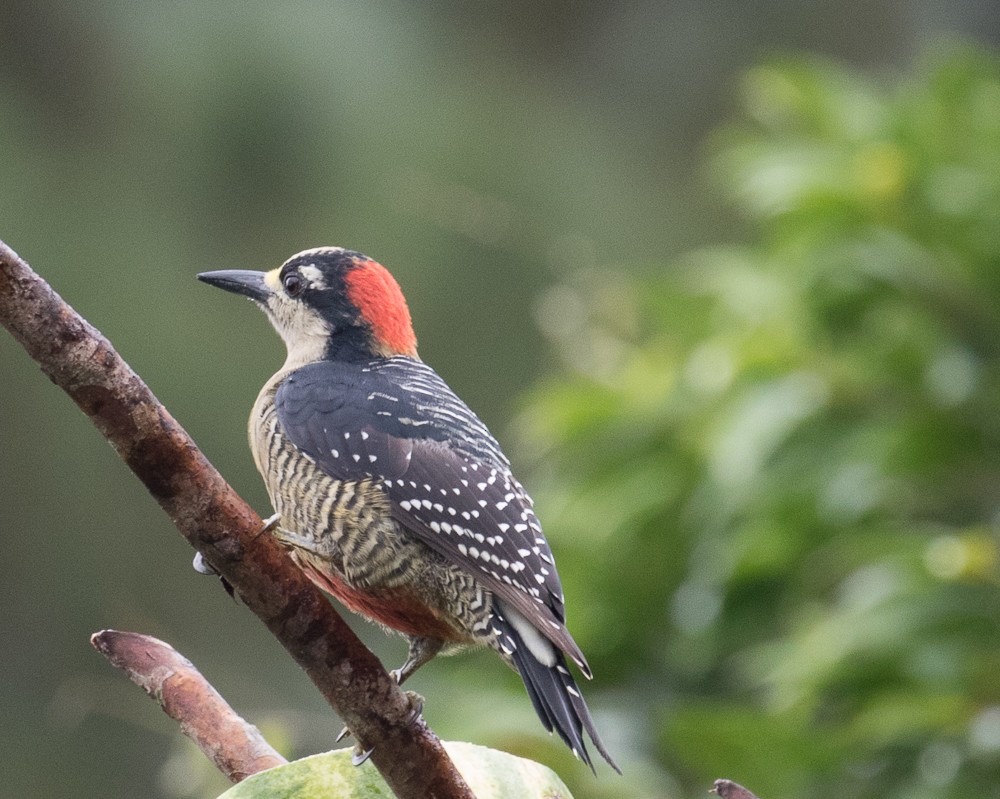 Black-cheeked Woodpecker - ML75996261