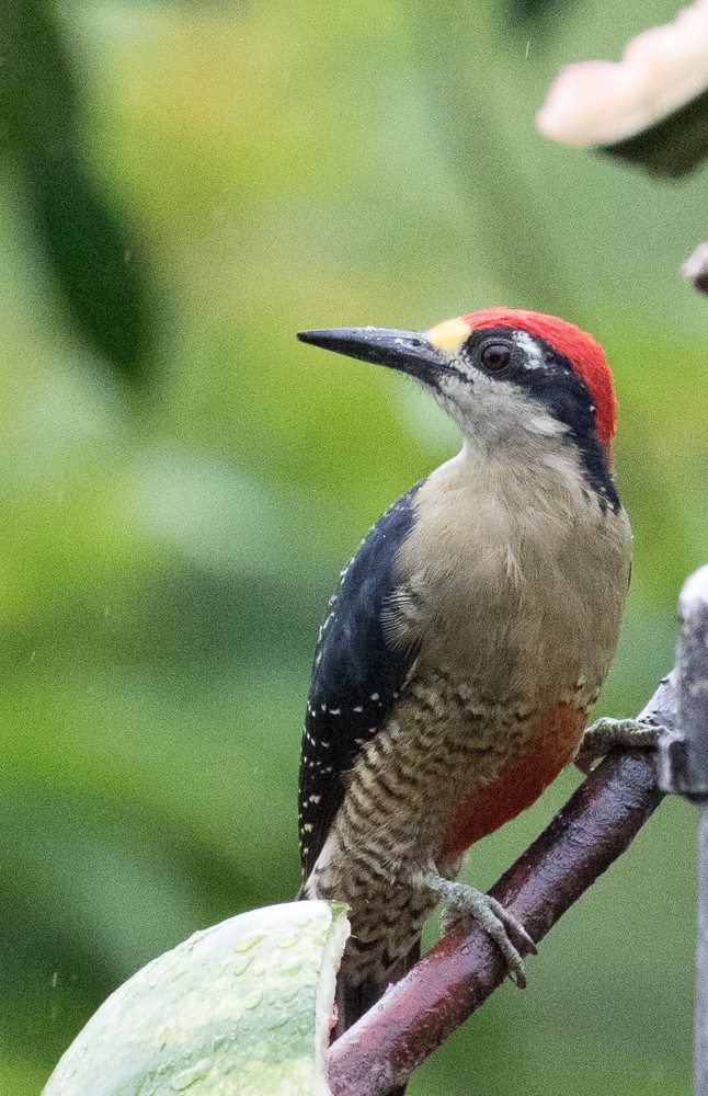 Black-cheeked Woodpecker - Lynette Spence