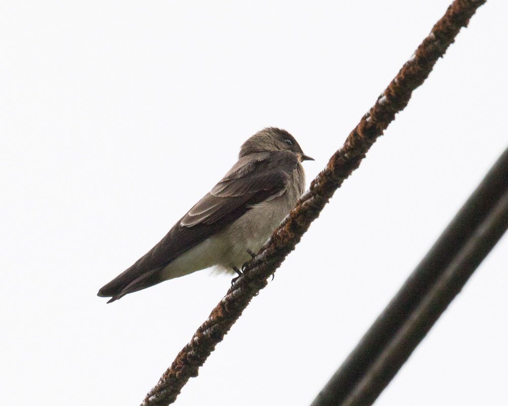Southern Rough-winged Swallow - ML75996331