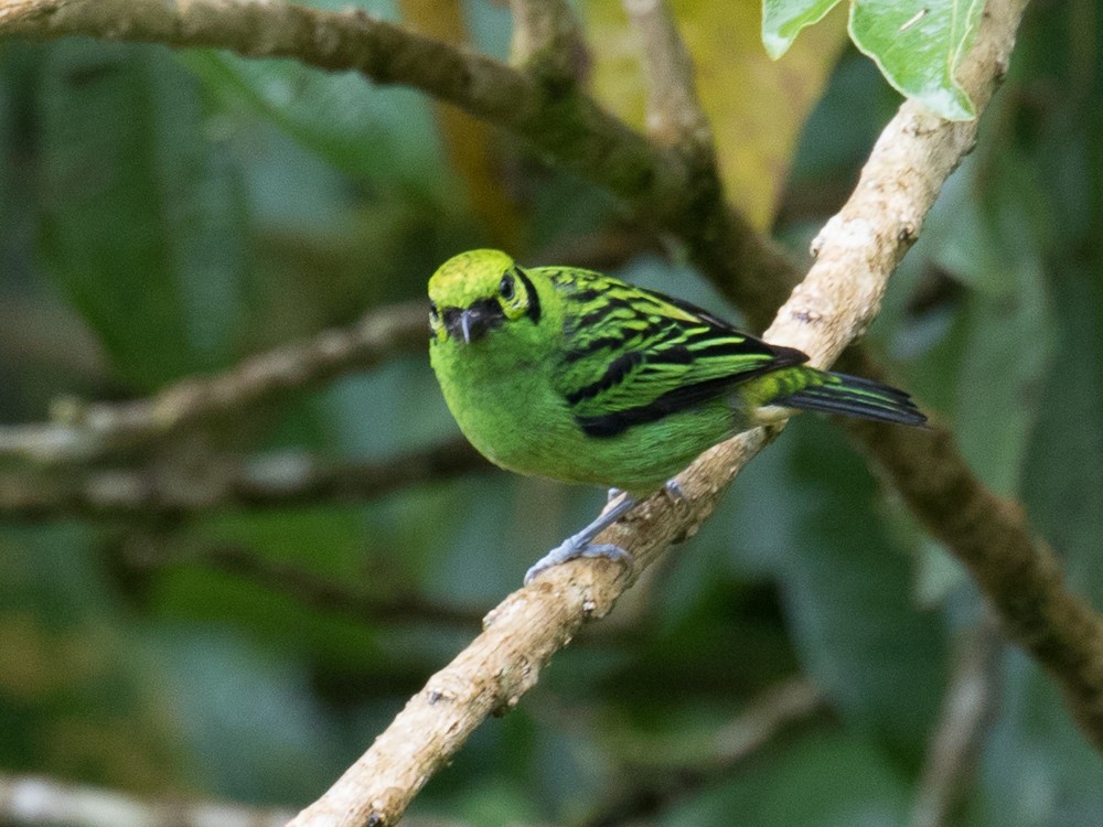 Emerald Tanager - ML75996361