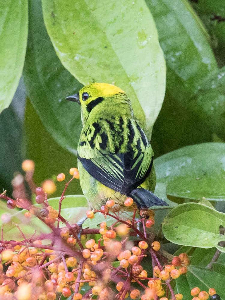 Emerald Tanager - ML75996371
