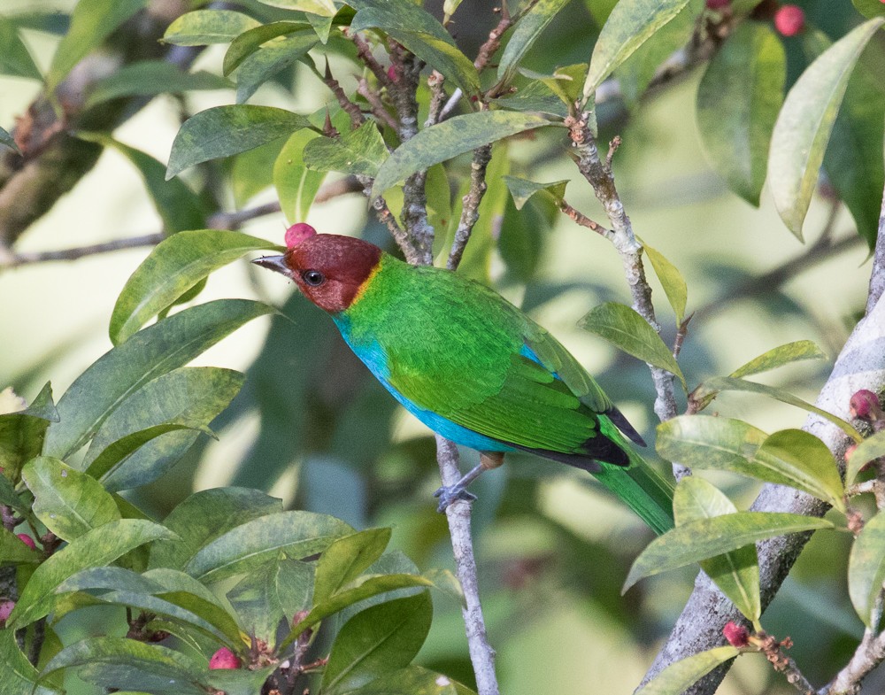 Bay-headed Tanager - ML75996381