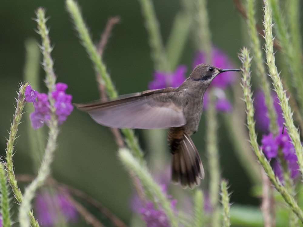 kolibřík fialovouchý - ML75996451