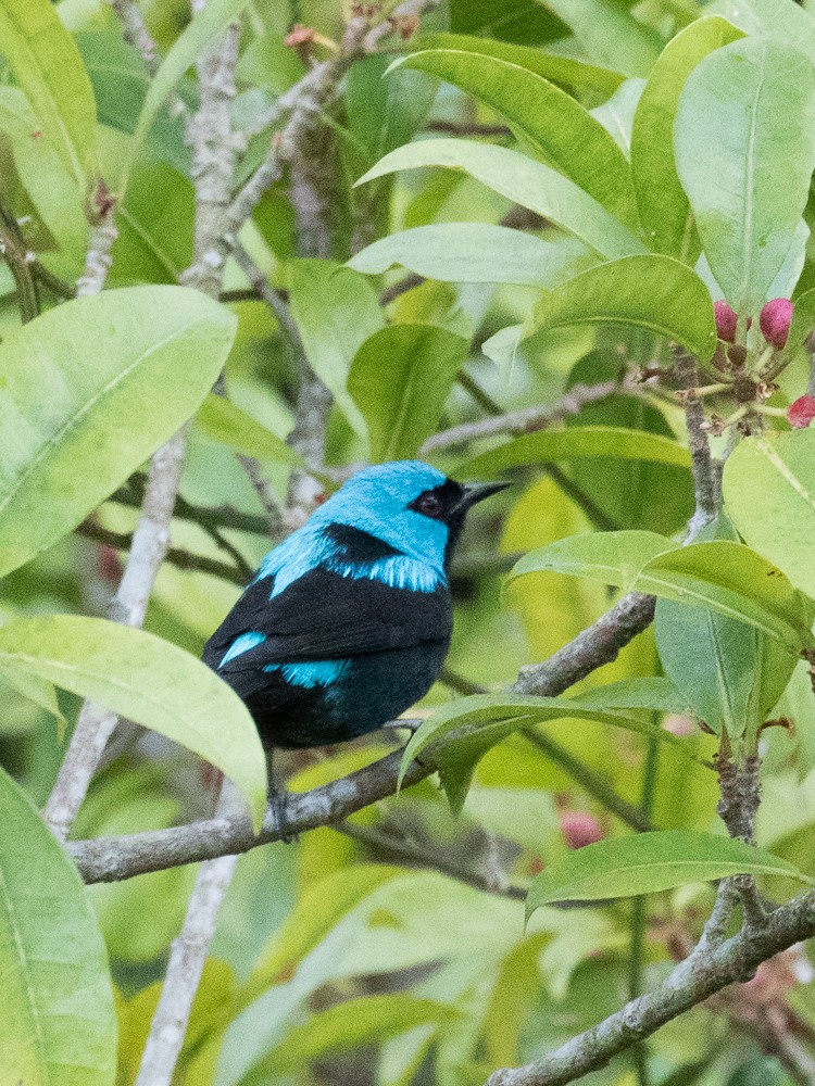 Scarlet-thighed Dacnis - Lynette Spence