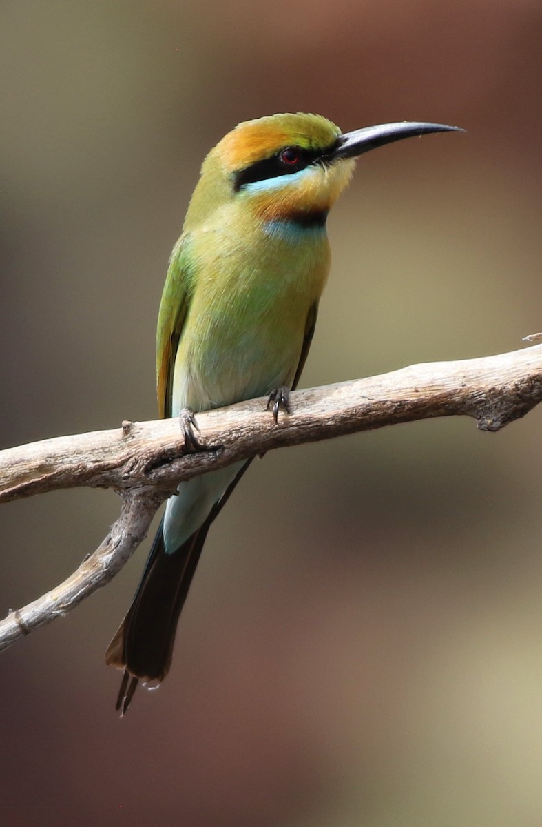 Rainbow Bee-eater - Derek Stokes
