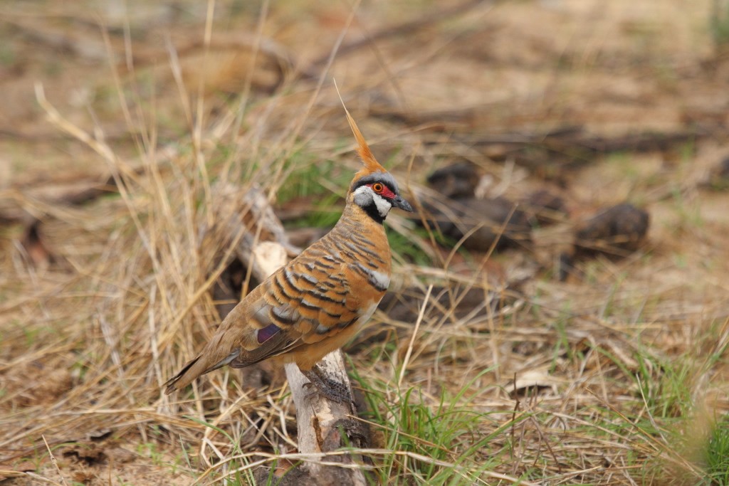 Spinifex Pigeon - ML75997481