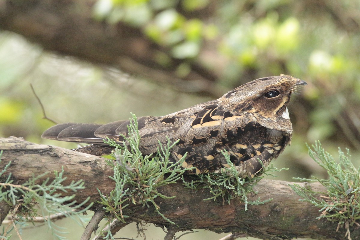 Large-tailed Nightjar - Fadzrun A.